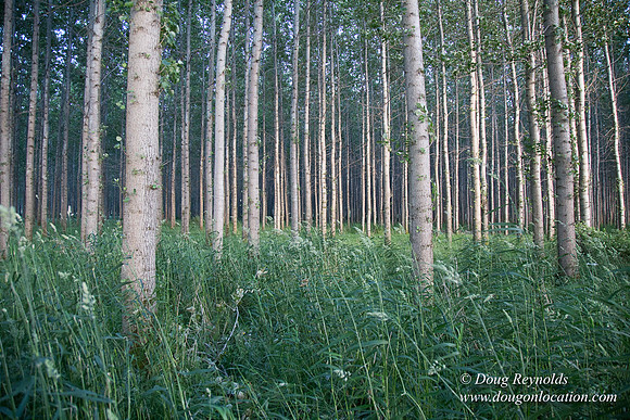 LCG & GWG Tree Farm