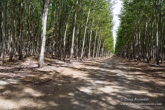 Tree Farm
