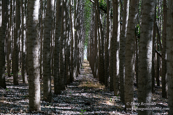Tree Farm