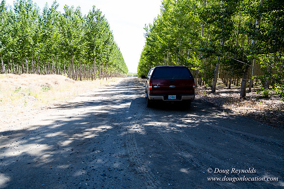 Tree Farm
