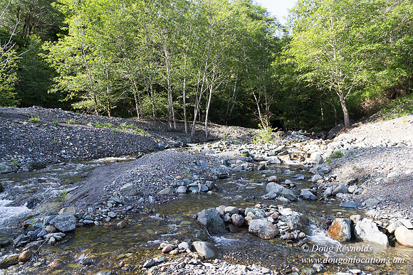 River 36 Running Wild