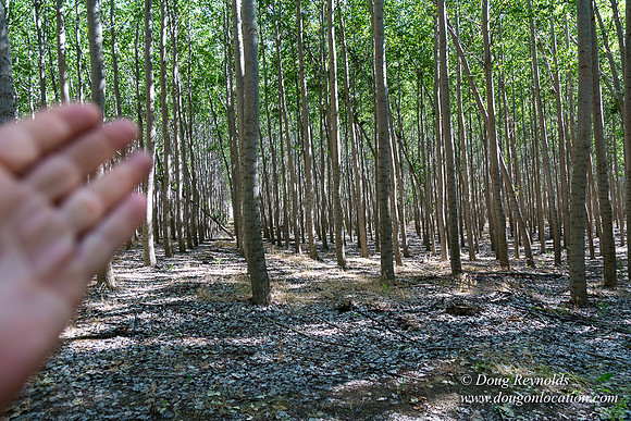 Tree Farm