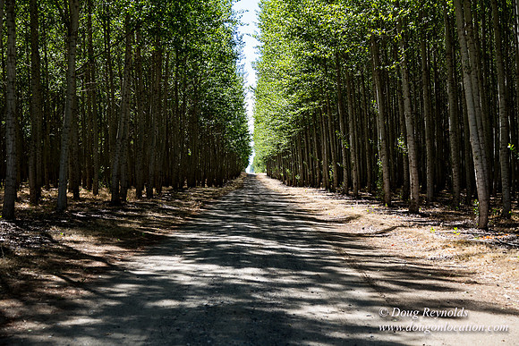 Tree Farm
