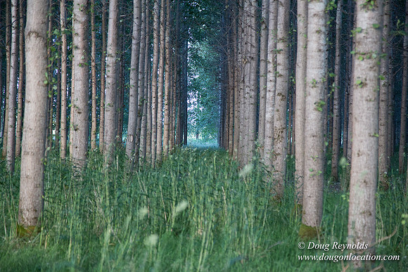 LCG & GWG Tree Farm