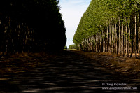Tree Farm