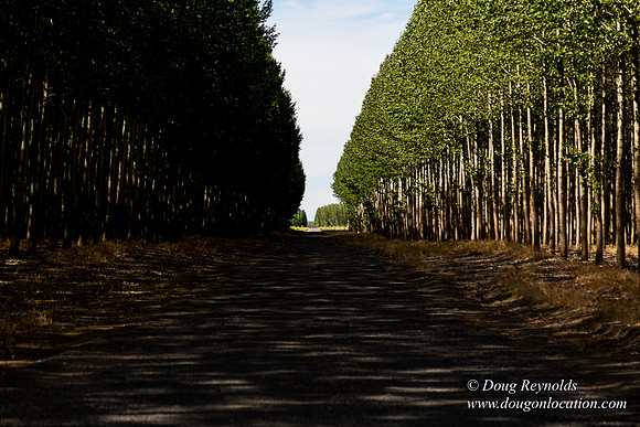 Tree Farm
