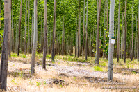 Tree Farm