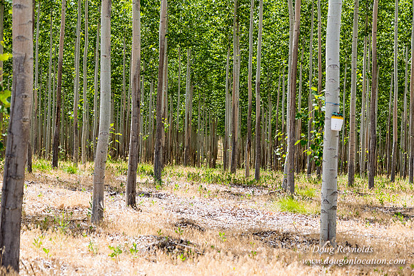 Tree Farm