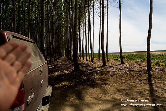 Tree Farm