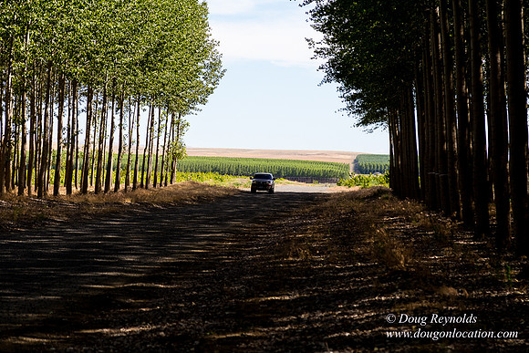 Tree Farm