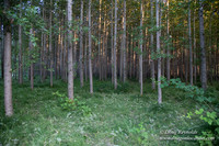 LCG & GWG Tree Farm