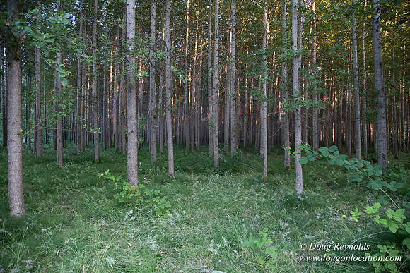 LCG & GWG Tree Farm