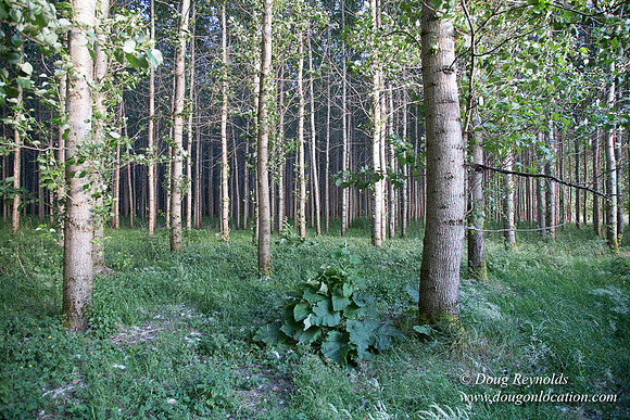 LCG & GWG Tree Farm