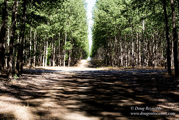 Tree Farm