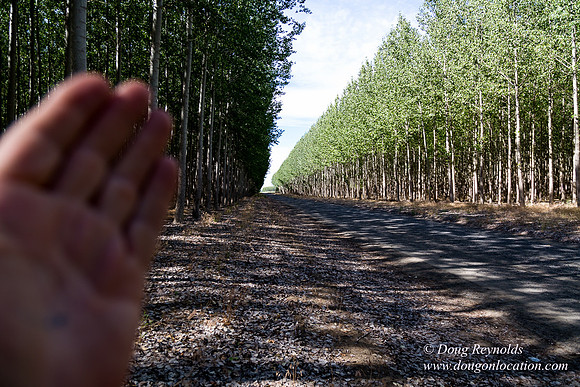Tree Farm
