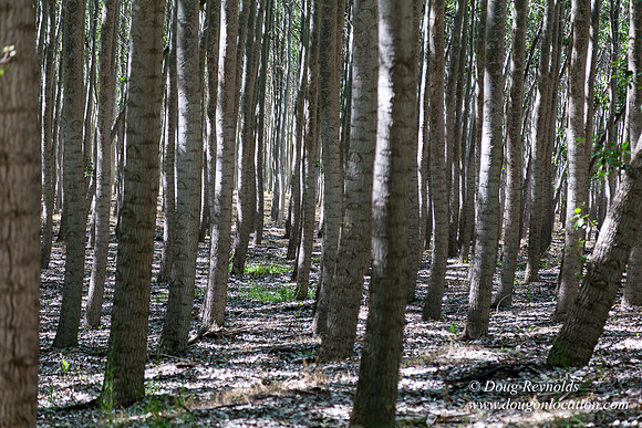 Tree Farm