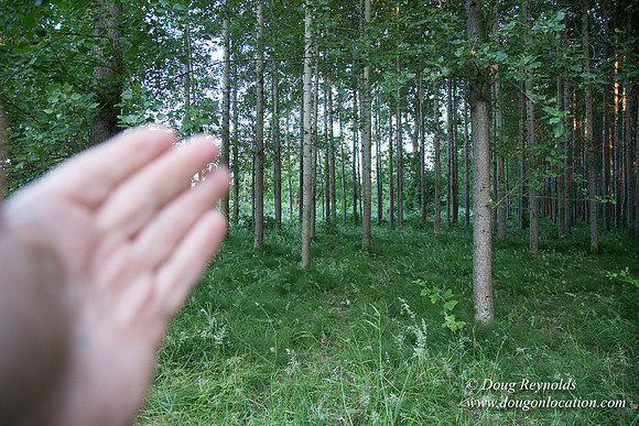 LCG & GWG Tree Farm