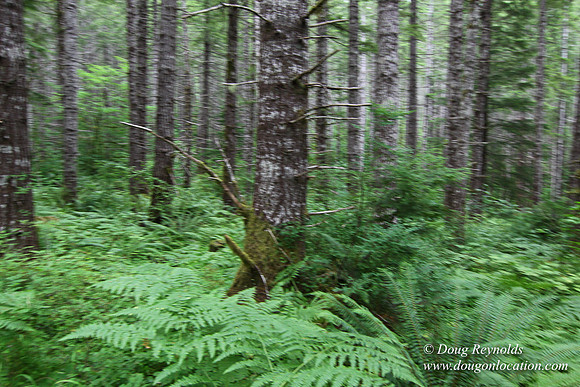 Tree & Forested locations