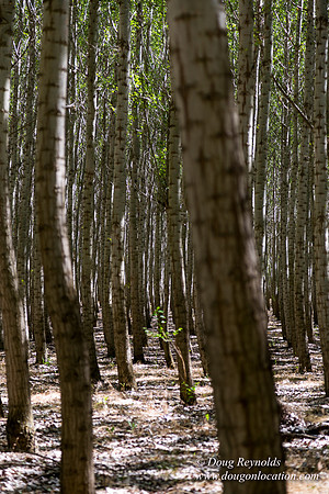 Tree Farm