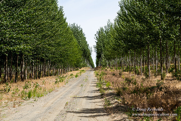 Tree Farm