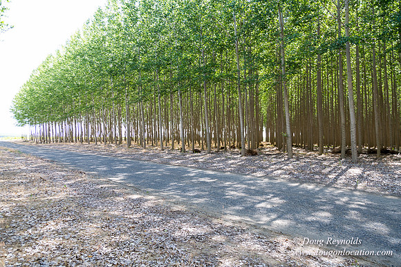 Tree Farm
