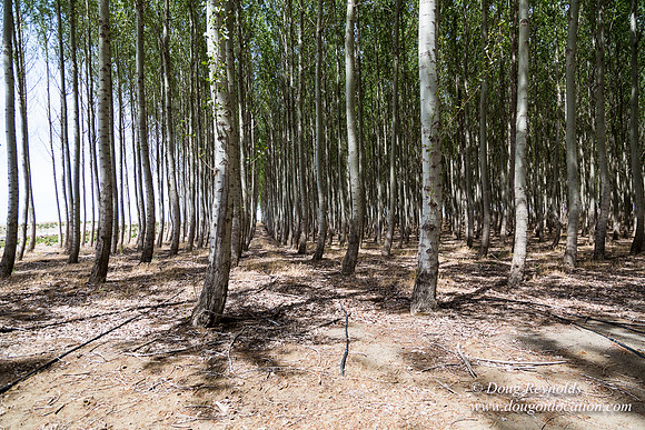 Tree Farm