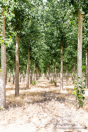 Tree Farm