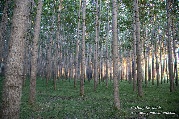 LCG & GWG Tree Farm