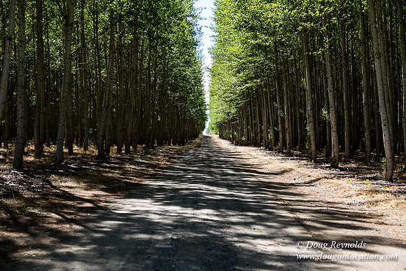 Tree Farm