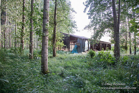 LCG & GWG Tree Farm