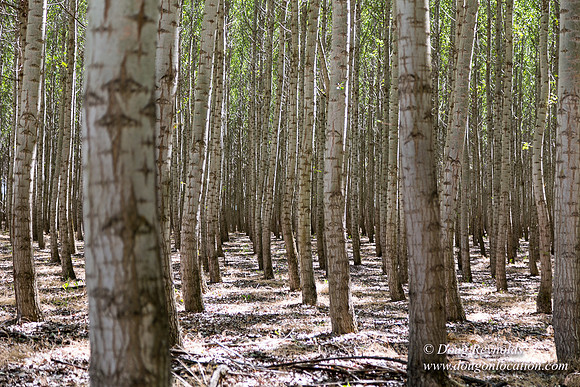 Tree Farm