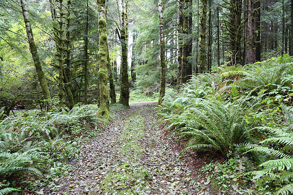 Saddle Mt Rd-0318