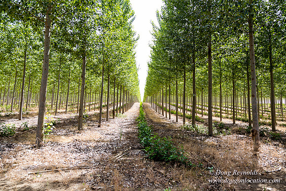 Tree Farm