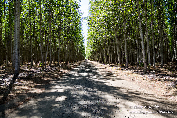 Tree Farm