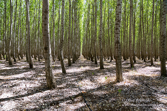 Tree Farm