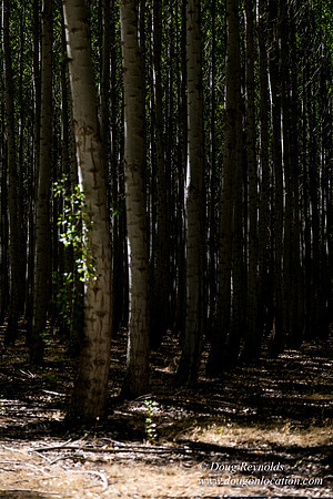 Tree Farm