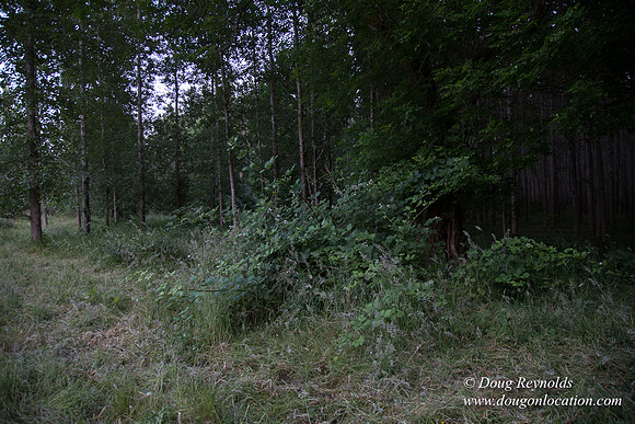 LCG & GWG Tree Farm