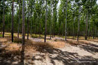 Tree Farm