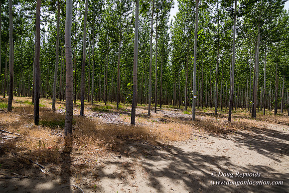 Tree Farm