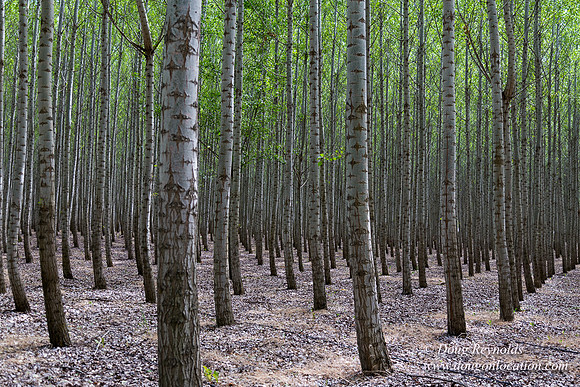 Tree Farm