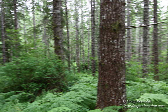 Tree & Forested locations