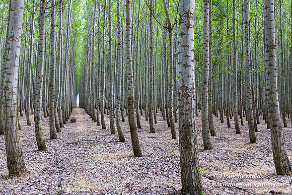 Tree Farm