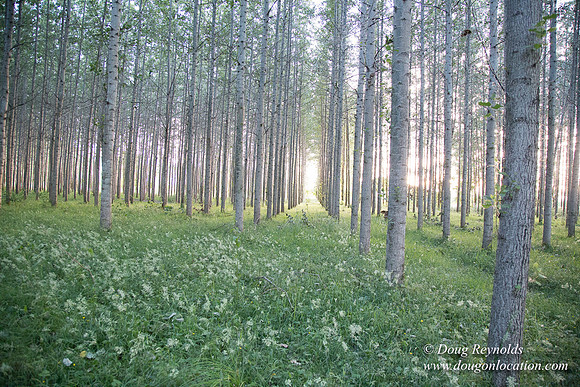 LCG & GWG Tree Farm