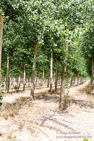 Tree Farm
