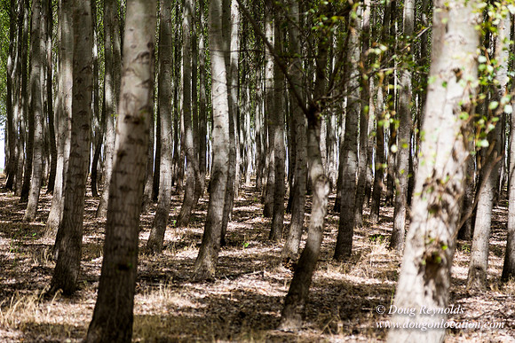 Tree Farm