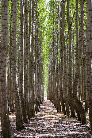 Tree Farm