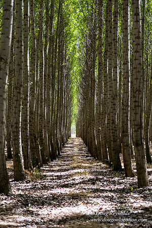 Tree Farm