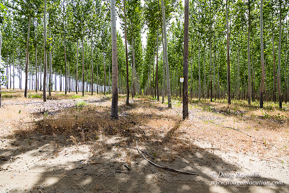 Tree Farm