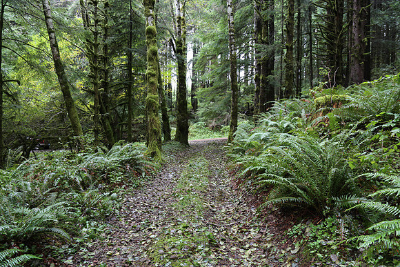Saddle Mt Rd-0316