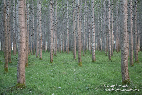 LCG & GWG Tree Farm